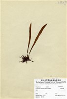 藏品(柳葉劍蕨)的圖片